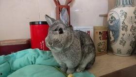 兔子爆料完整视频播放,一窥事件背后真相 第2张 兔子爆料完整视频播放,一窥事件背后真相 第2张